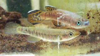 Epiplatys roloffi RL 99 [upl. by Ivon]