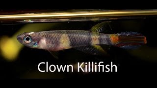 Rocket or Clown Killifish Great for a Nano [upl. by Nylkcaj]