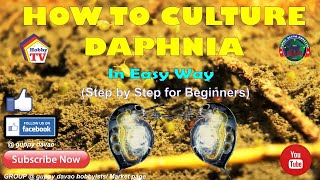 HOW TO CULTURE DAPHNIA In Easy Way [upl. by Nolyat642]