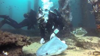 Fishing at Busselton Jetty Western Australia [upl. by Dis]