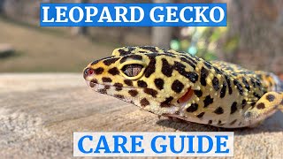 Leopard Gecko InDepth Care Guide [upl. by Aisayt]