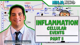 Immunology  Inflammation Cellular Events Part 2 [upl. by Filip47]