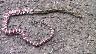 Milk Snake regurgitates an Eastern Garter Snake [upl. by Radec]