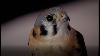 American kestrel nest boxes [upl. by Jasisa]