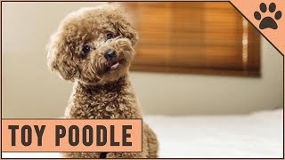 Toy Poodle Facts amp Toy Poodle Puppies [upl. by Fenelia]