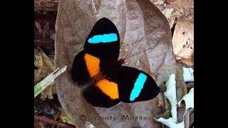 Rare butterflies of the world [upl. by Haet]